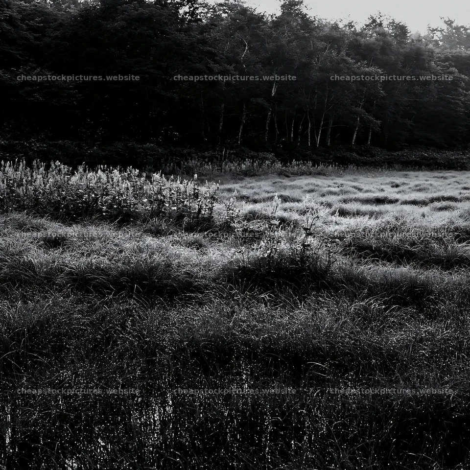 Expansive Hokkaido restoration meadow with dewdrops – stock pictures 7938x7938