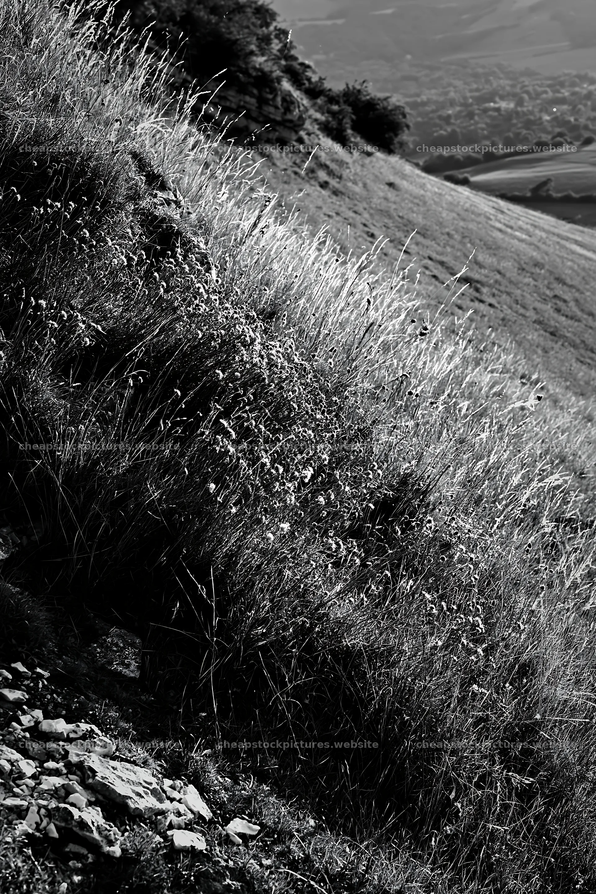Sunny dry meadow hillside in black and white – stock pictures 6480x9722