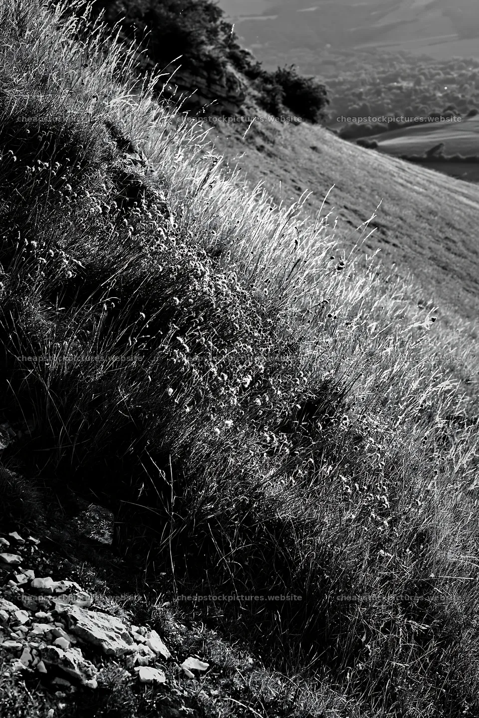 Sunny dry meadow hillside in black and white – stock pictures 6480x9722