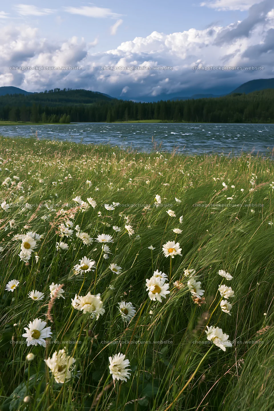Lakeside orchard meadow with wildflowers and flowing water – stock pictures 6480x9722