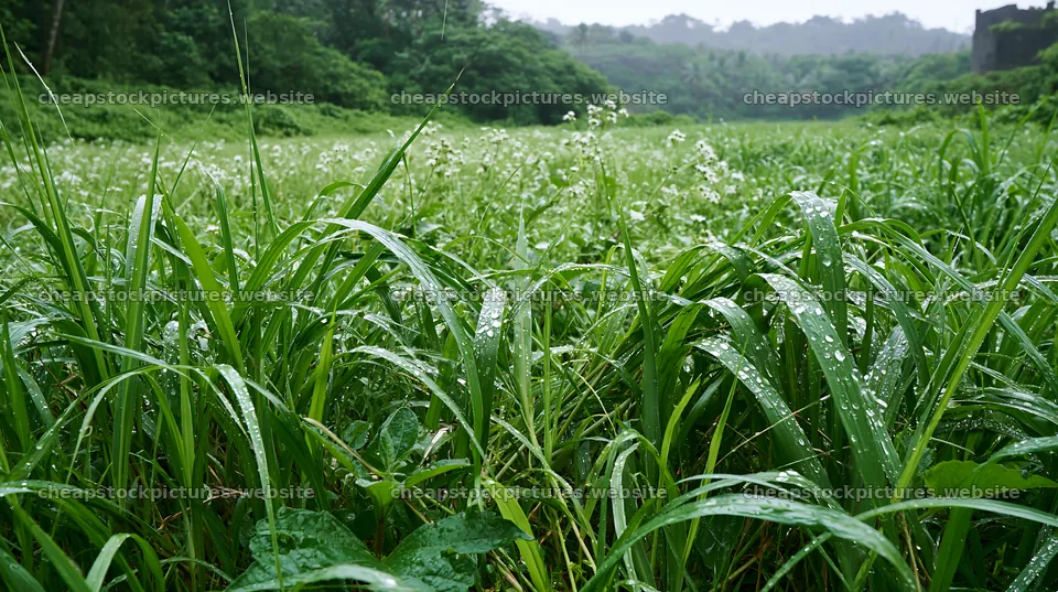 Kochi monsoon meadow rain beaded grasses – stock pictures 10608x5938