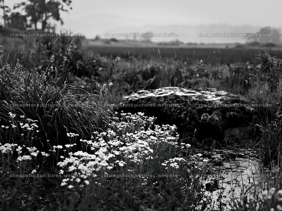 Aomori climate resilient meadow with boulder – stock pictures 9174x6866