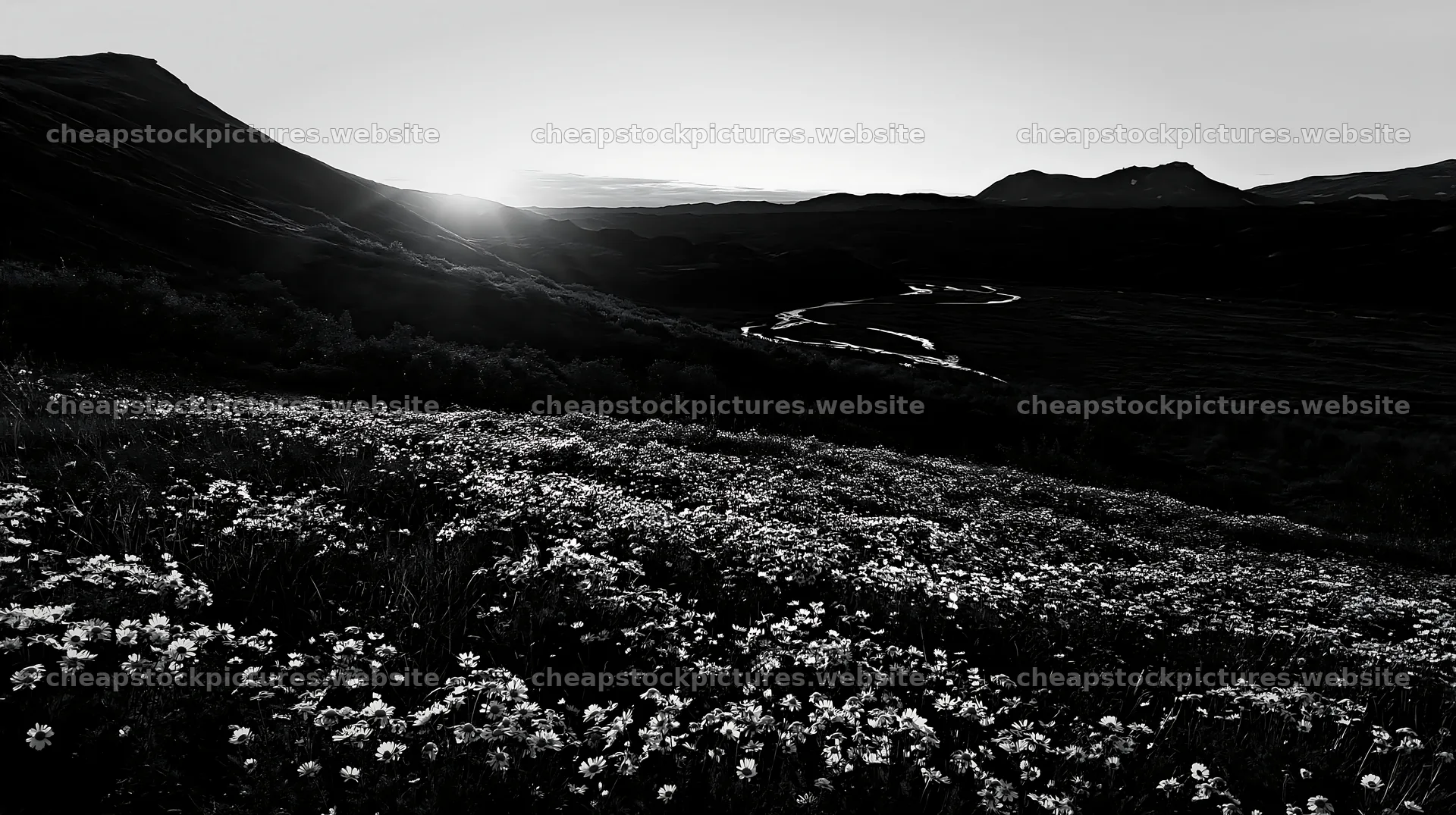 Meadow whiteout with flowers and a river at sunset – stock pictures 10608x5938