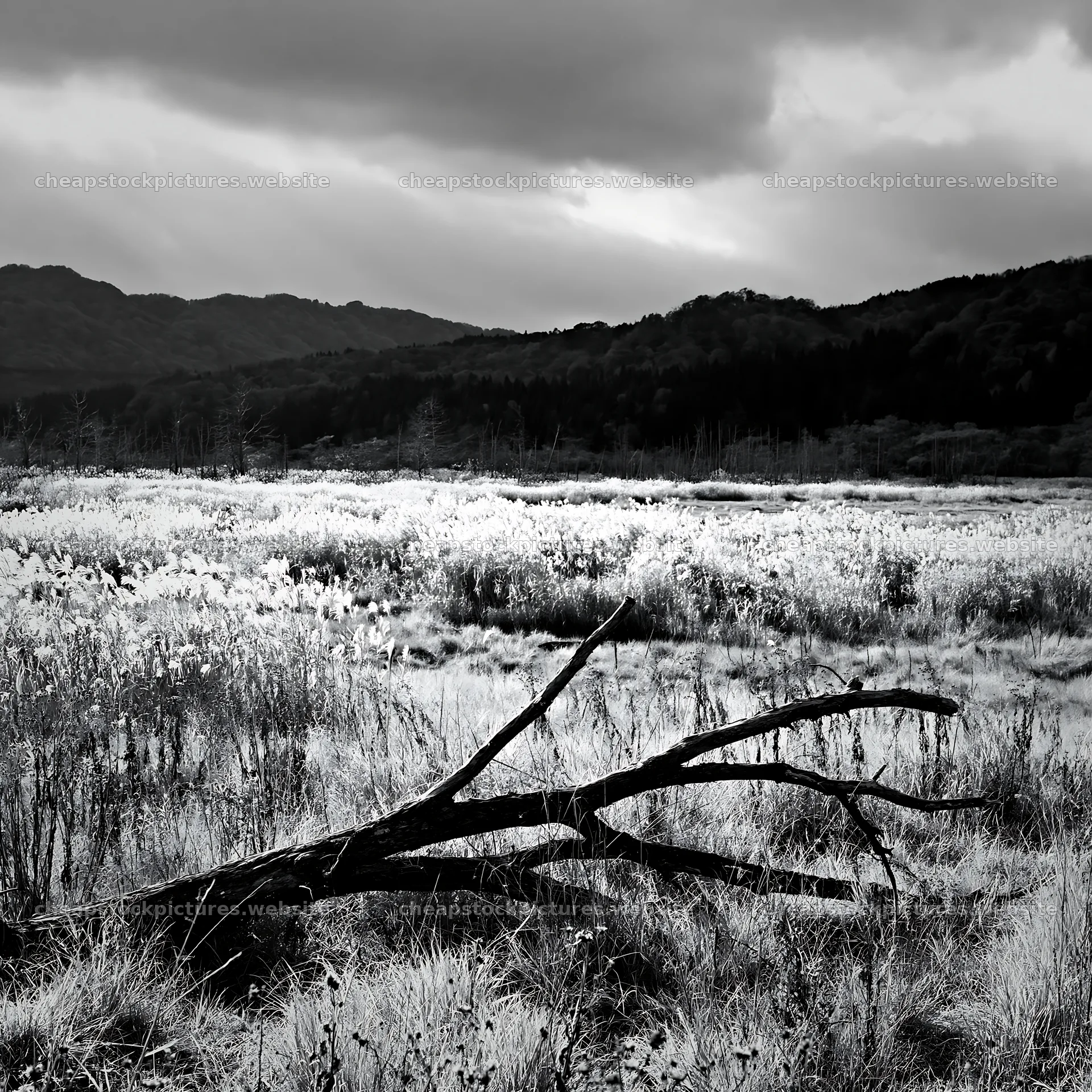 Yamagata rewilded meadow with fallen branch in foreground – stock pictures 7938x7938