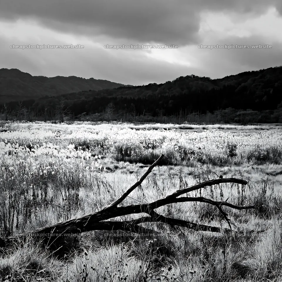 Yamagata rewilded meadow with fallen branch in foreground – stock pictures 7938x7938