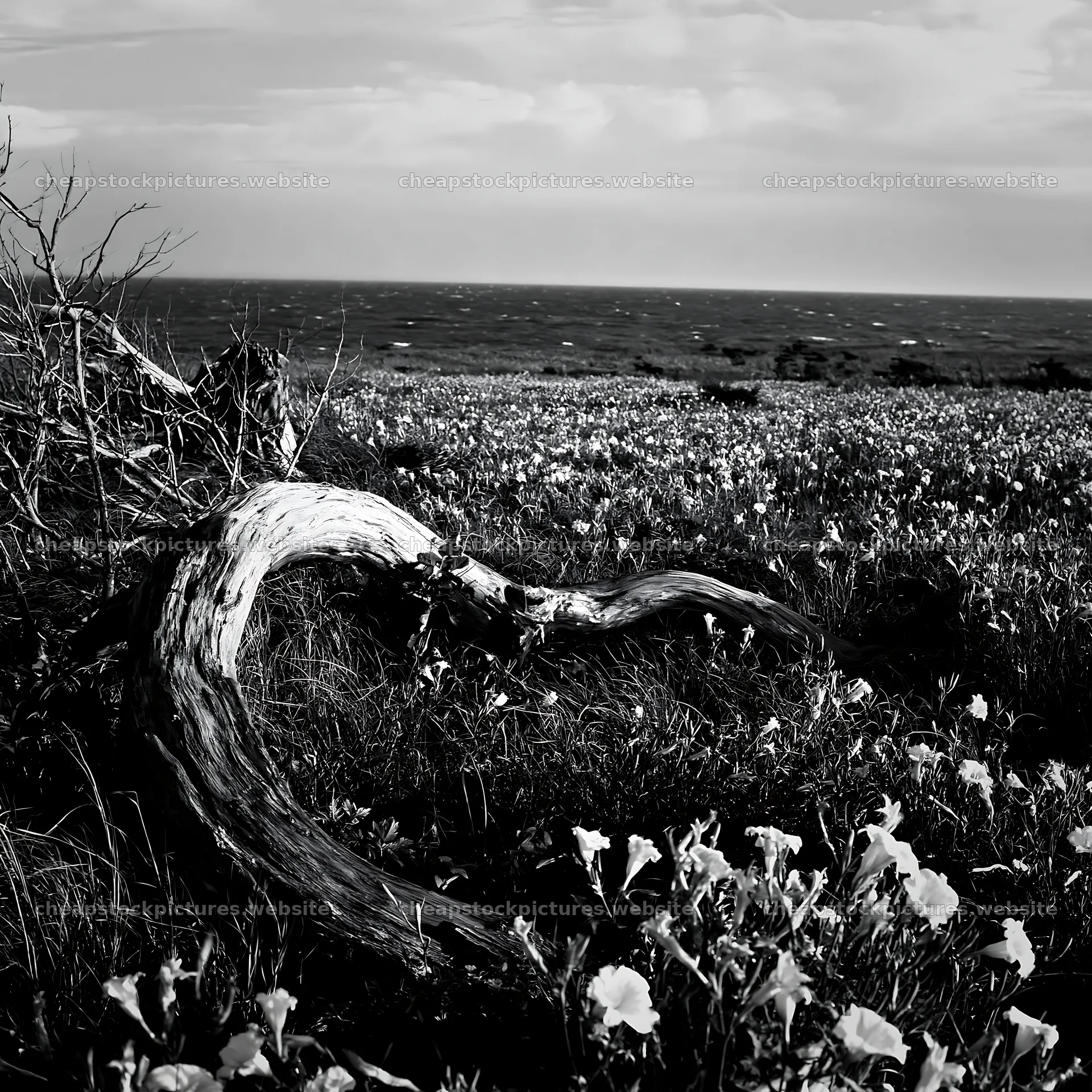 Driftwood on Ishikawa coastal meadow after storm – stock pictures 7938x7938