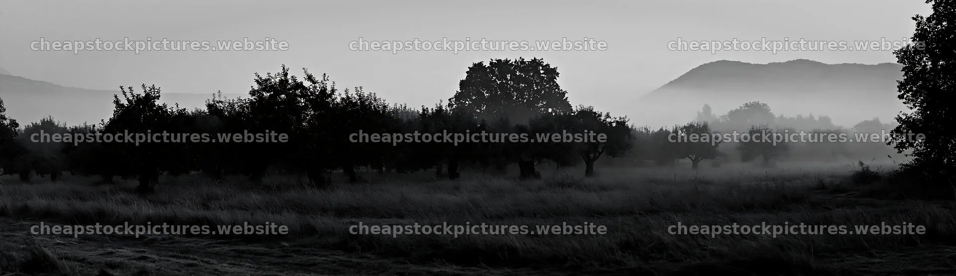Foggy orchard meadow with distant hills and trees – stock pictures 14762x4268
