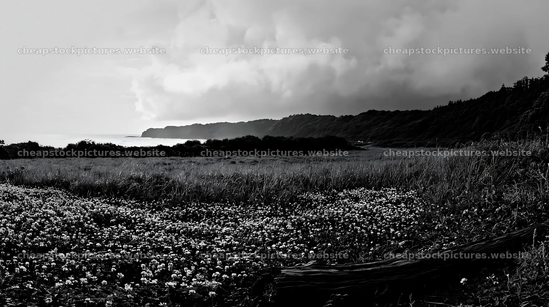 Chiba coastal climate meadow with driftwood and cloudy sky – stock pictures 10608x5938