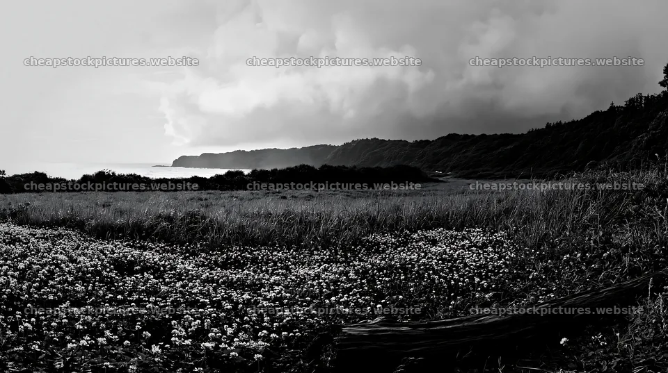 Chiba coastal climate meadow with driftwood and cloudy sky – stock pictures 10608x5938