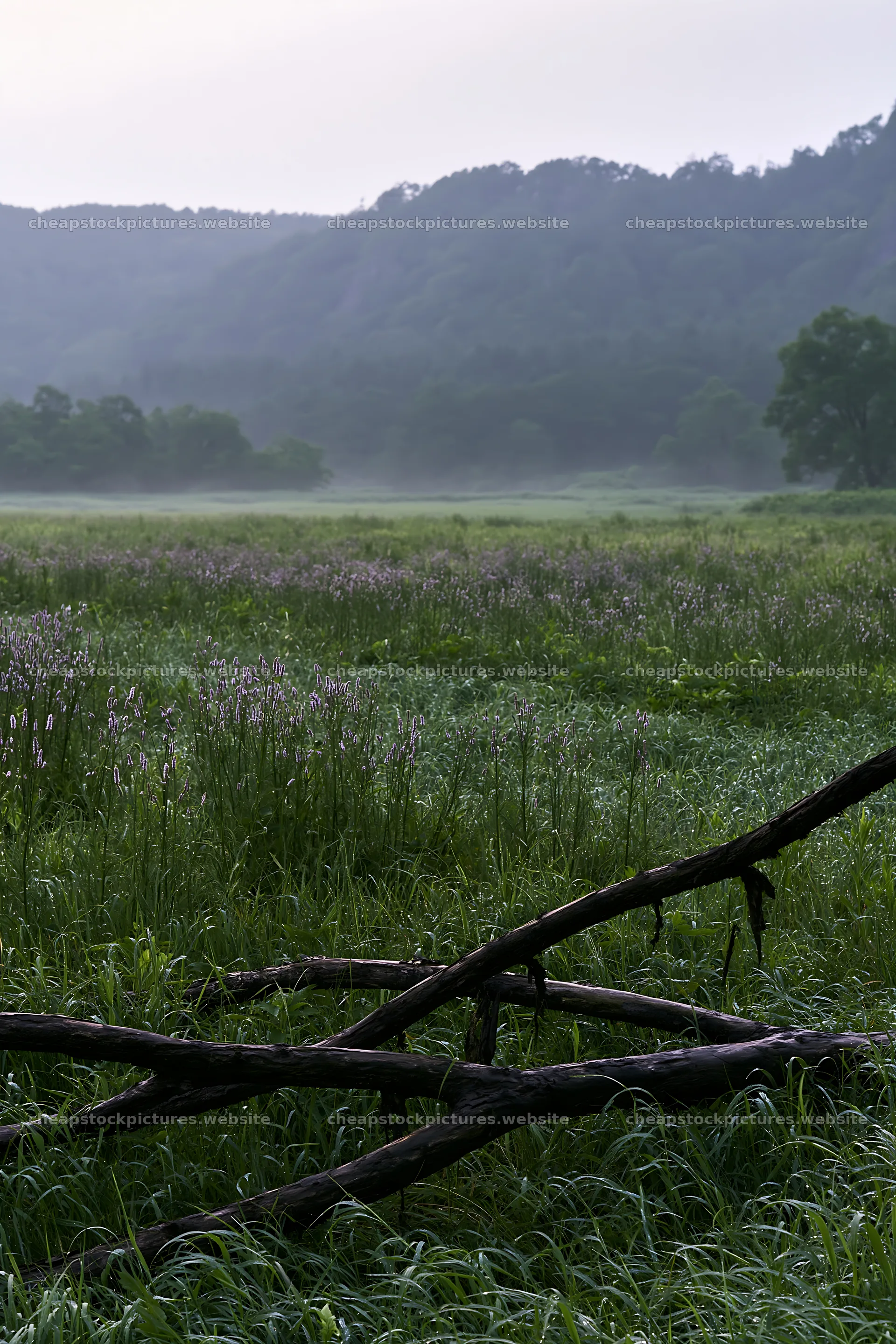 Yamagata rewilded meadow with fallen branch in the foreground – stock pictures 6480x9722