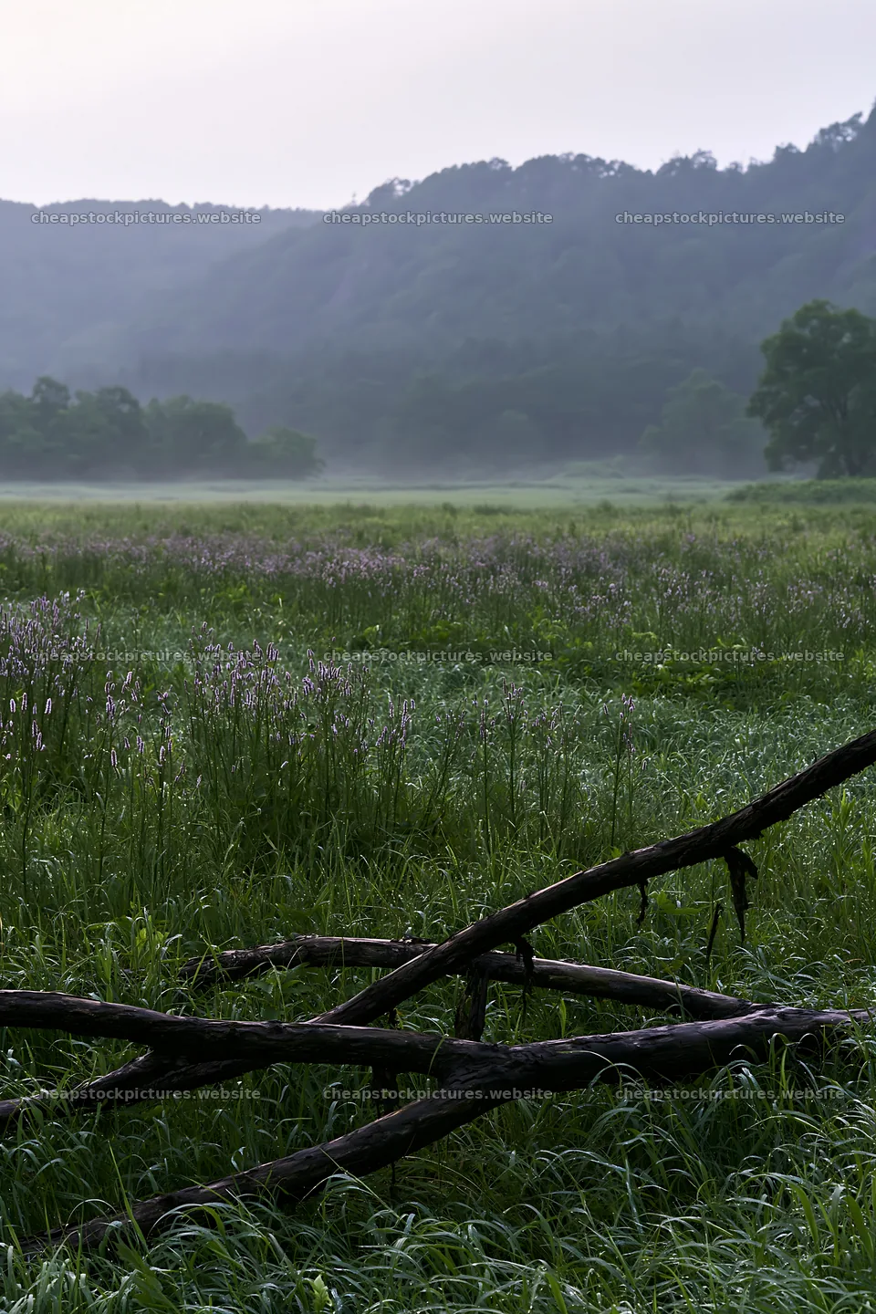 Yamagata rewilded meadow with fallen branch in the foreground – stock pictures 6480x9722