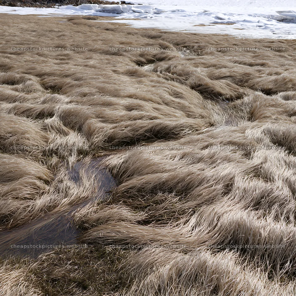 Akita snowmelt meadow with silver grasses in early spring – stock pictures 7938x7938