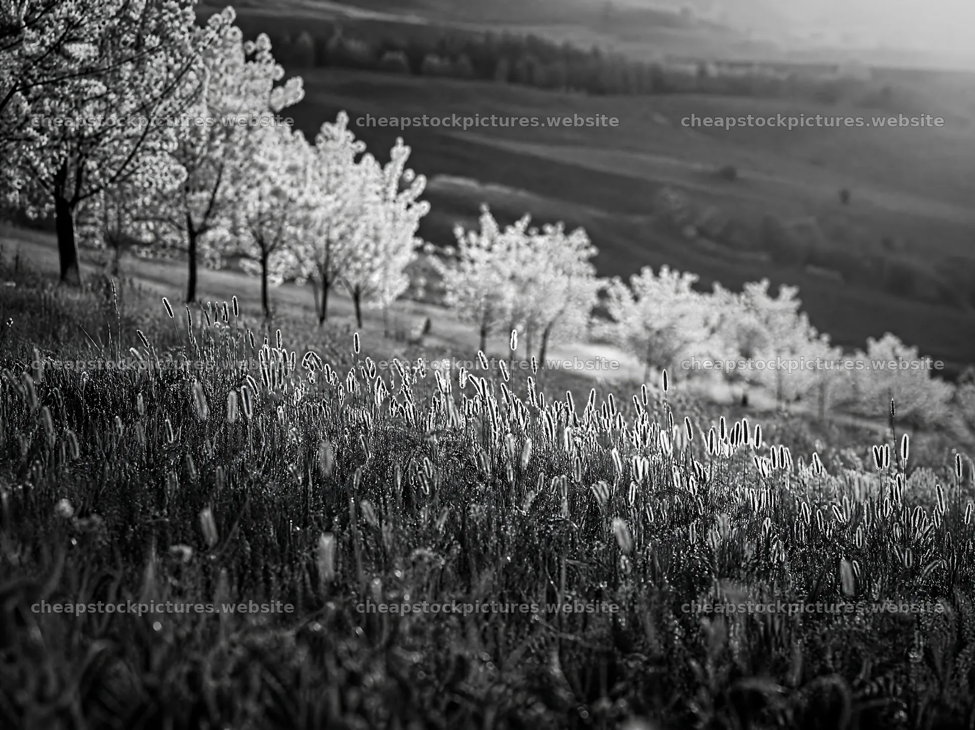 Apple blossom meadow in spring sunlight – stock pictures 9172x6868