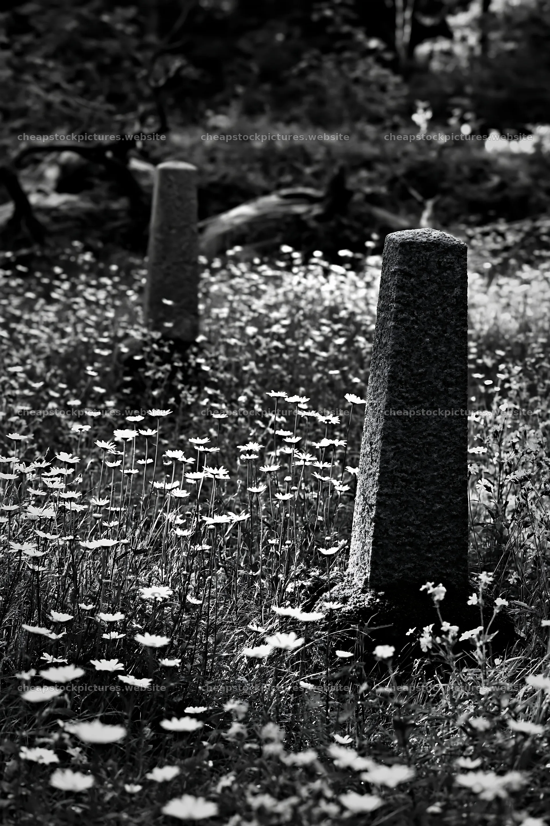 Expansive meadow with white daisies and driftwood in black and – stock pictures 6480x9722