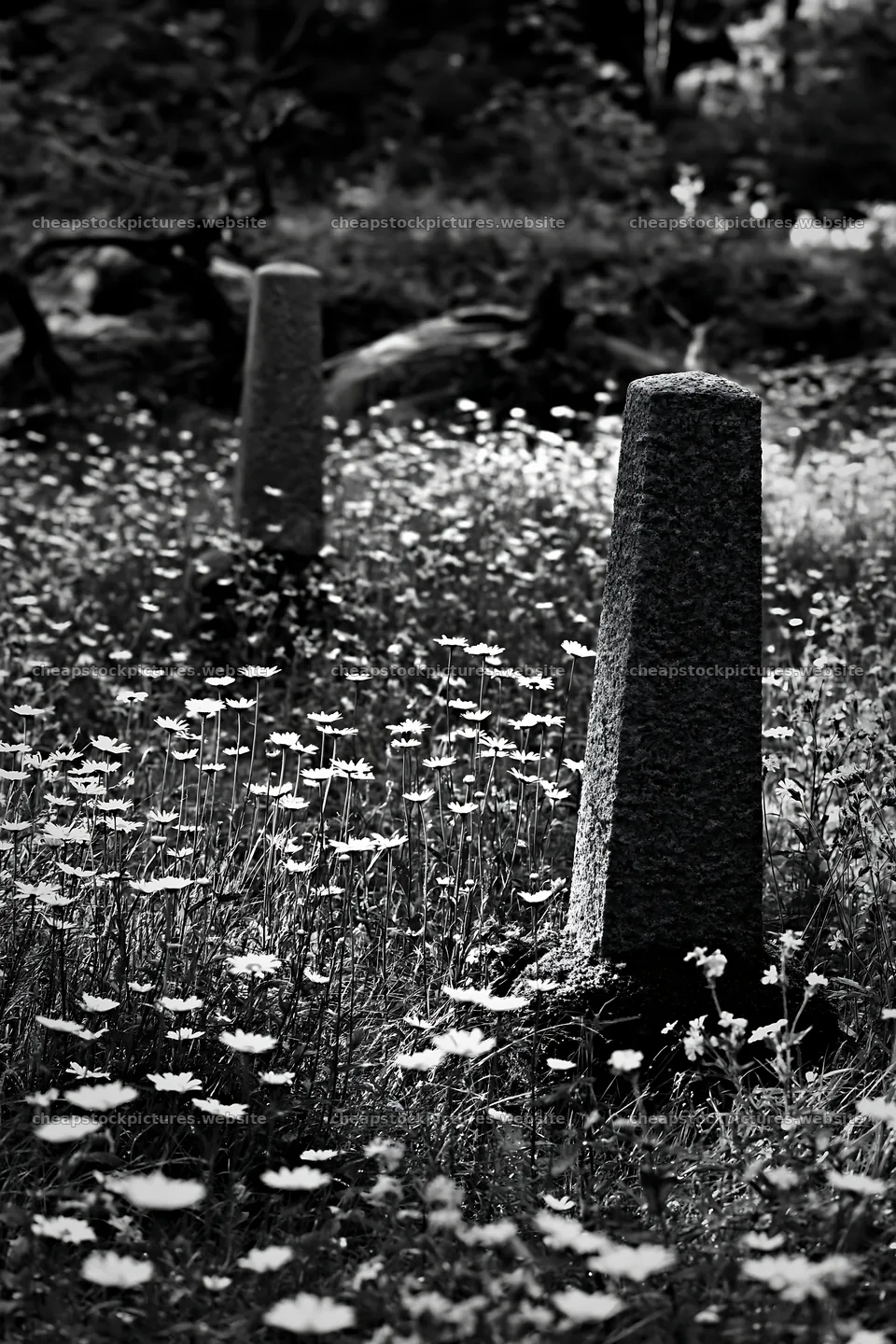 Expansive meadow with white daisies and driftwood in black and – stock pictures 6480x9722