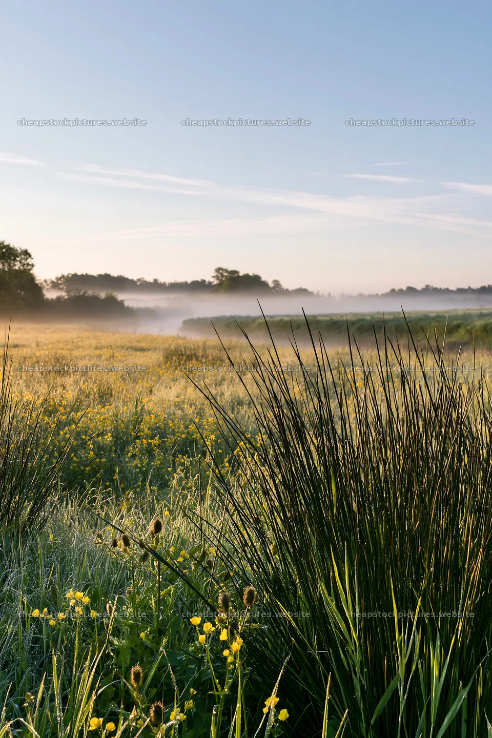 Saga floodplain meadow with reed and flowers in morning light – stock pictures 6480x9722