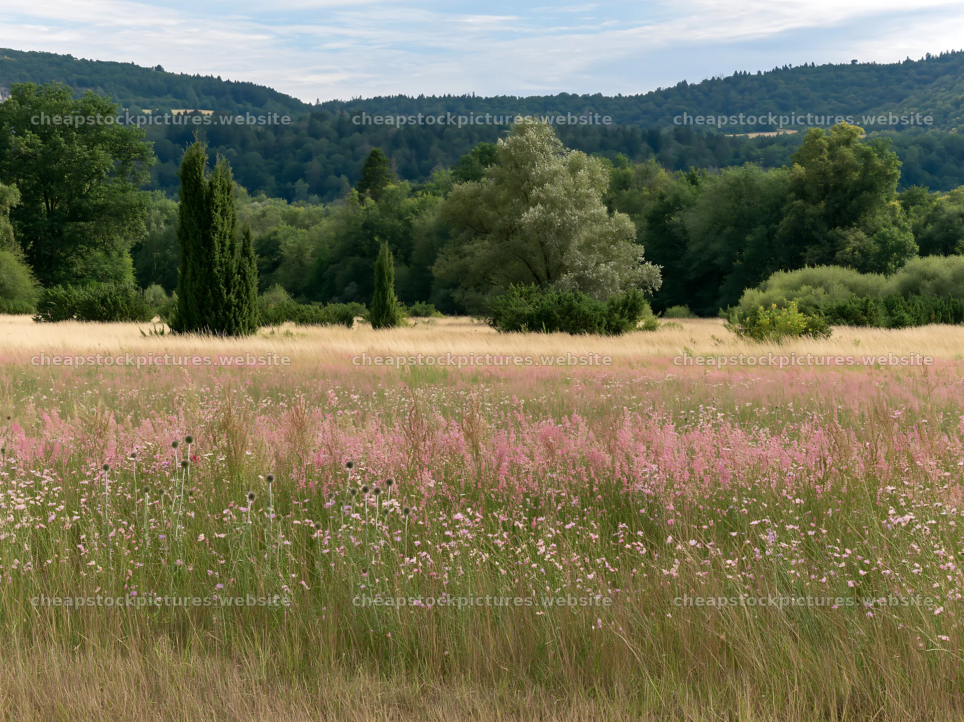 Sainfoin chicory meadow with rolling hills and trees in the – stock pictures 9174x6866