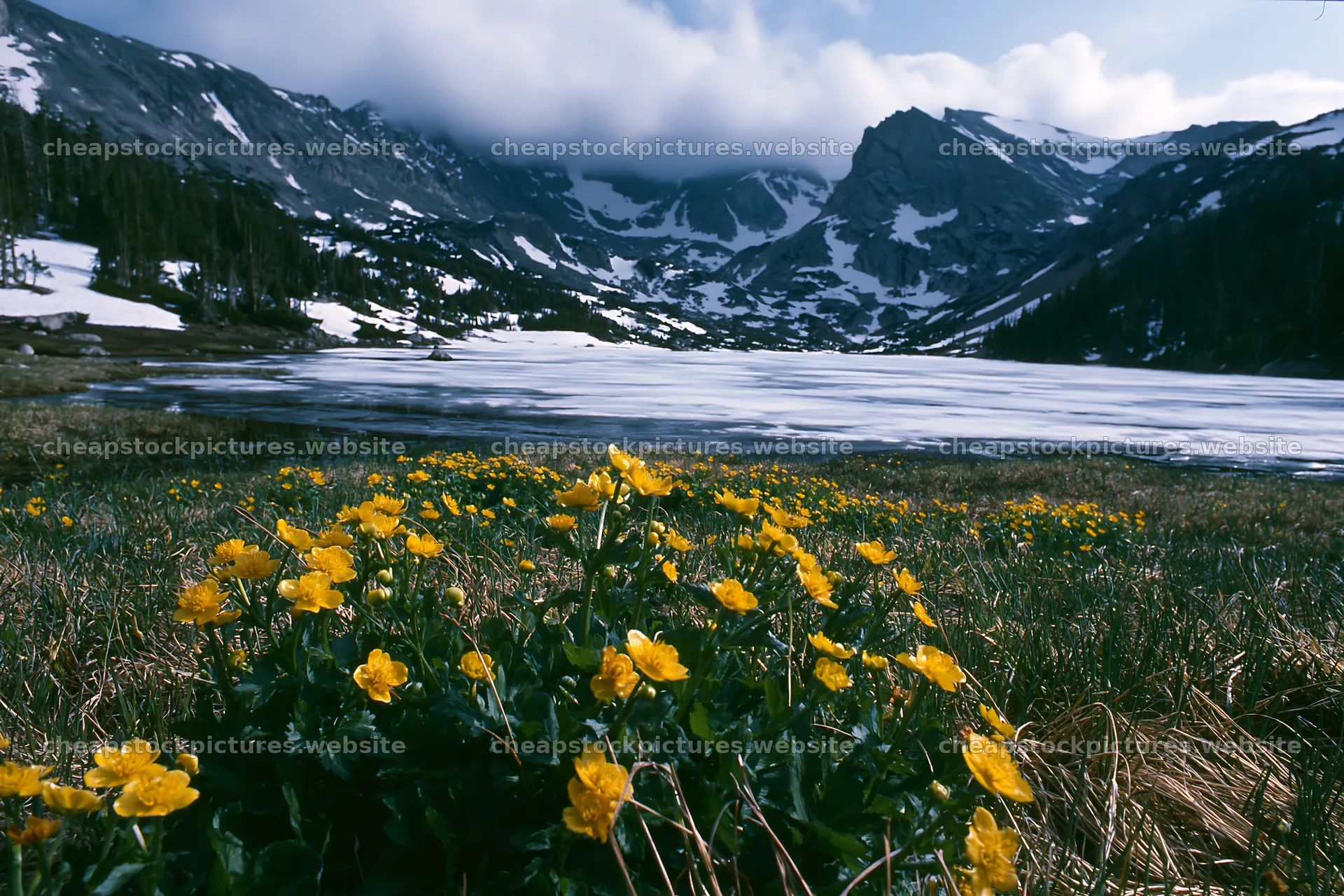 Frozen tarn meadow with yellow flowers in the foreground – stock pictures 9722x6480
