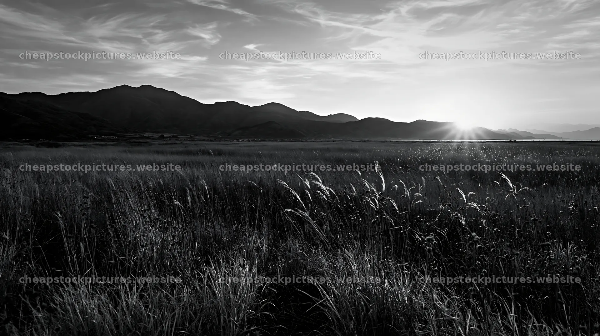 Ehime meadow at twilight with dry seedheads in black and white – stock pictures 10608x5938