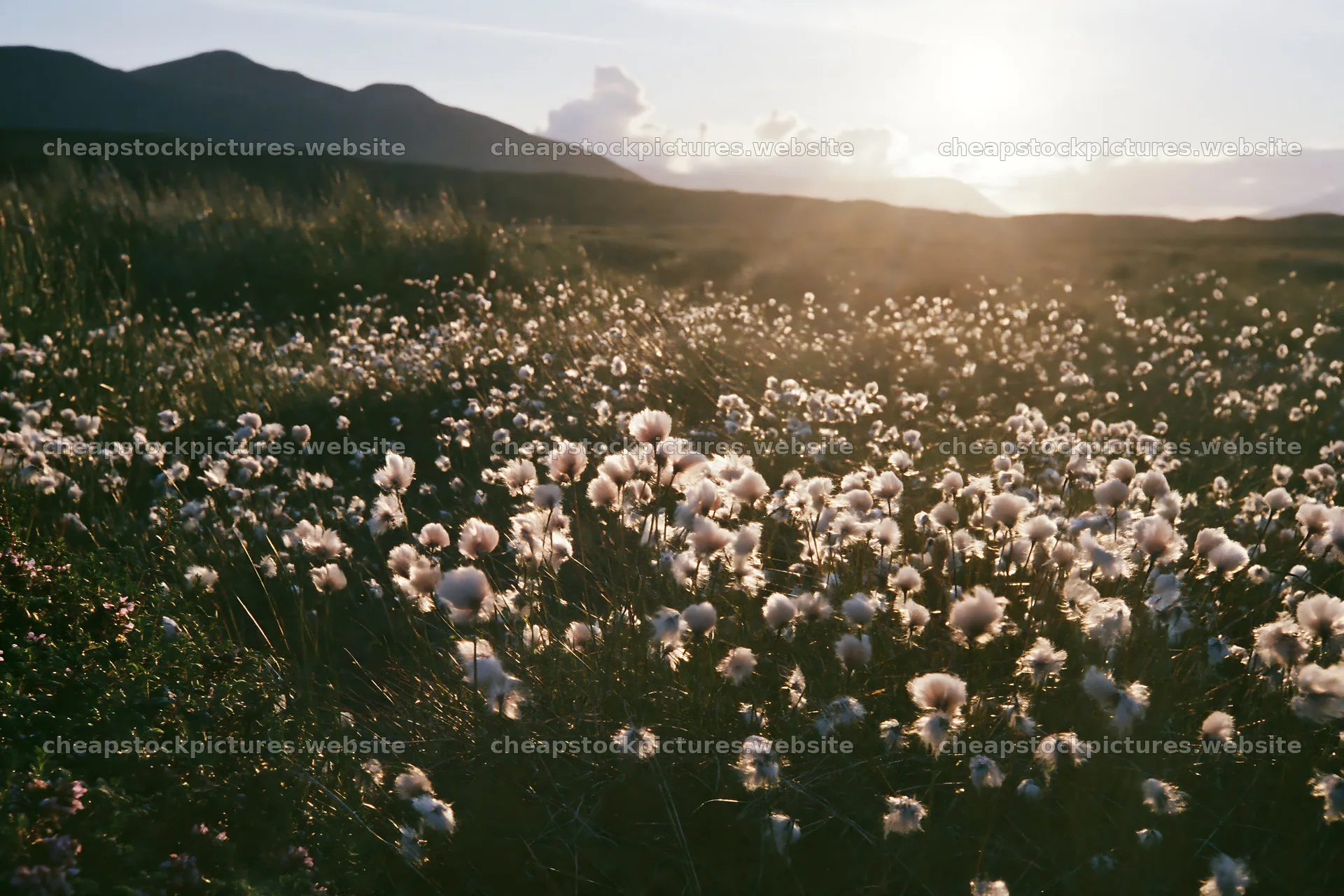Cottongrass meadow at sunset with mountain backdrop – stock pictures 9722x6480