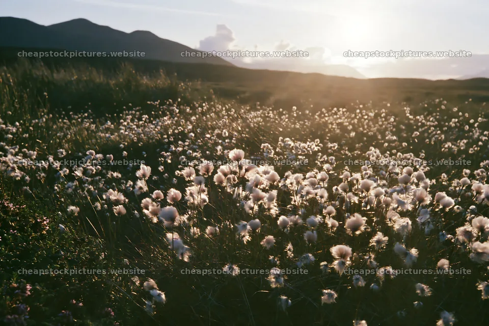 Cottongrass meadow at sunset with mountain backdrop – stock pictures 9722x6480