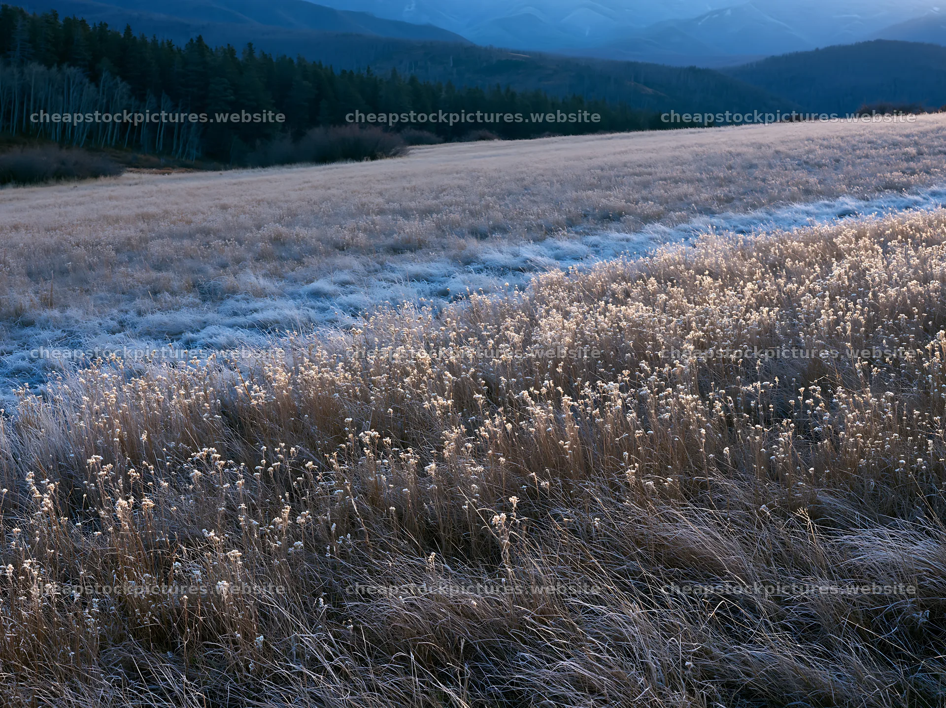 Tall grass meadow in the mountains during early morning – stock pictures 9174x6866