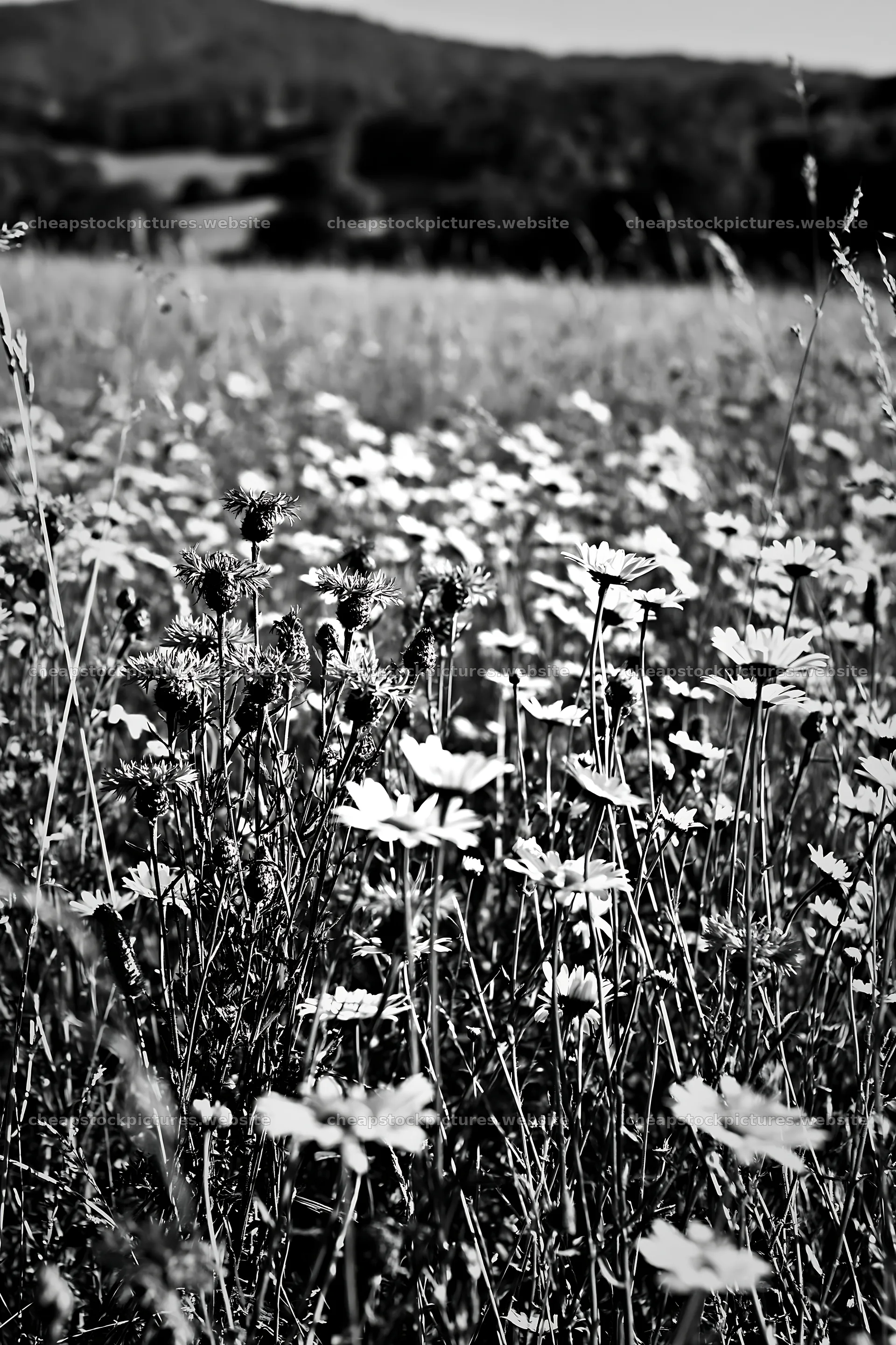 Meadow with flowers under clear sky in black and white – stock pictures 6480x9722