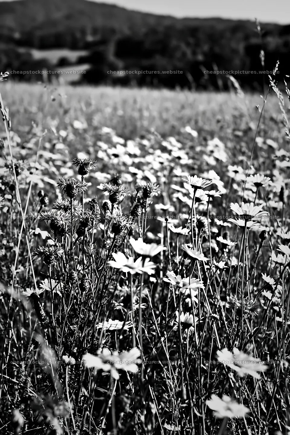 Meadow with flowers under clear sky in black and white – stock pictures 6480x9722