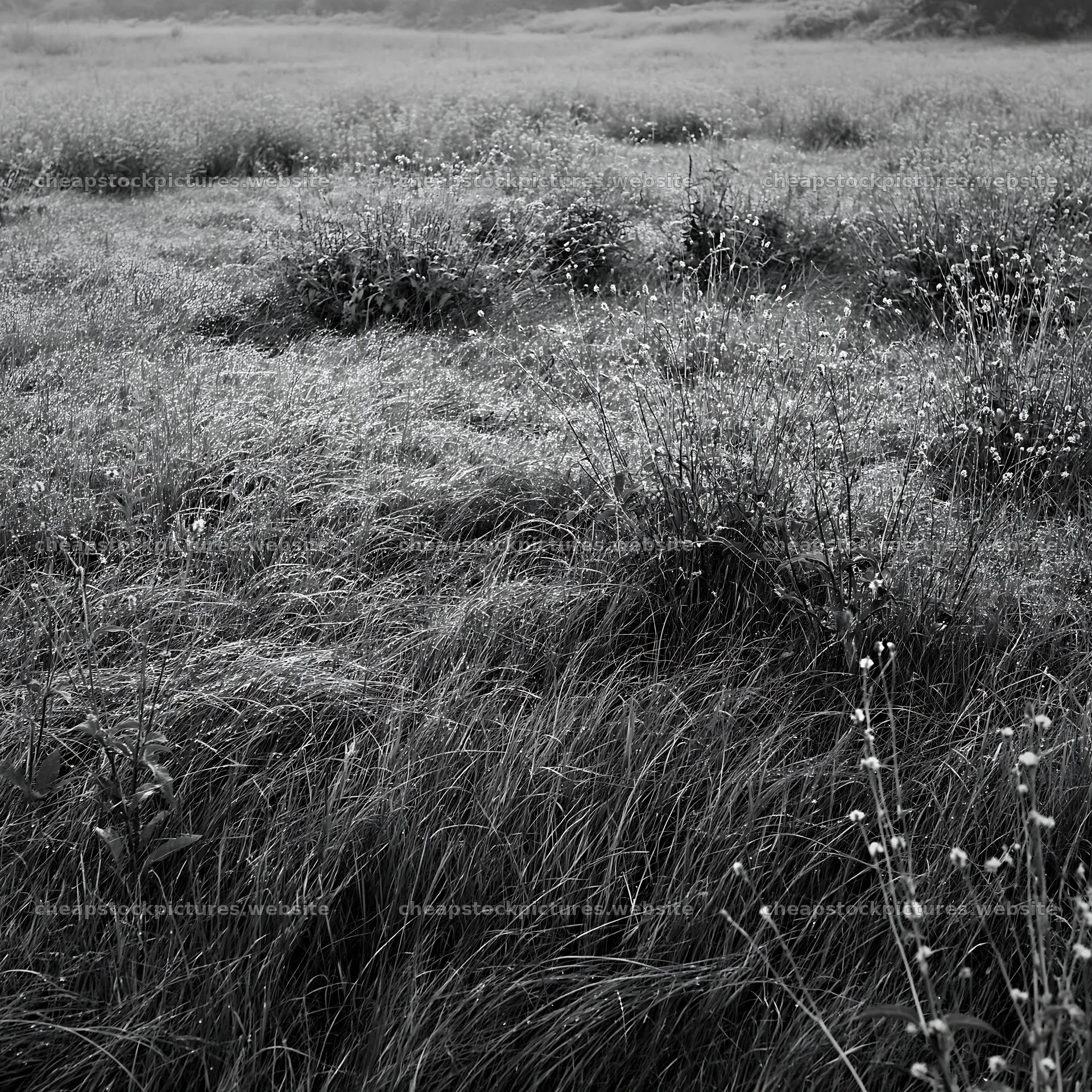 Expansive Hokkaido restoration meadow with dewdrops – stock pictures 7938x7938