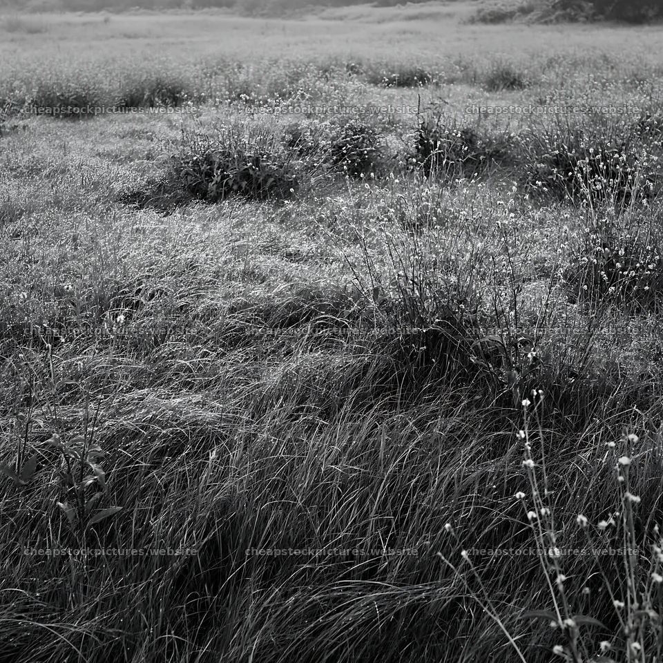 Expansive Hokkaido restoration meadow with dewdrops – stock pictures 7938x7938