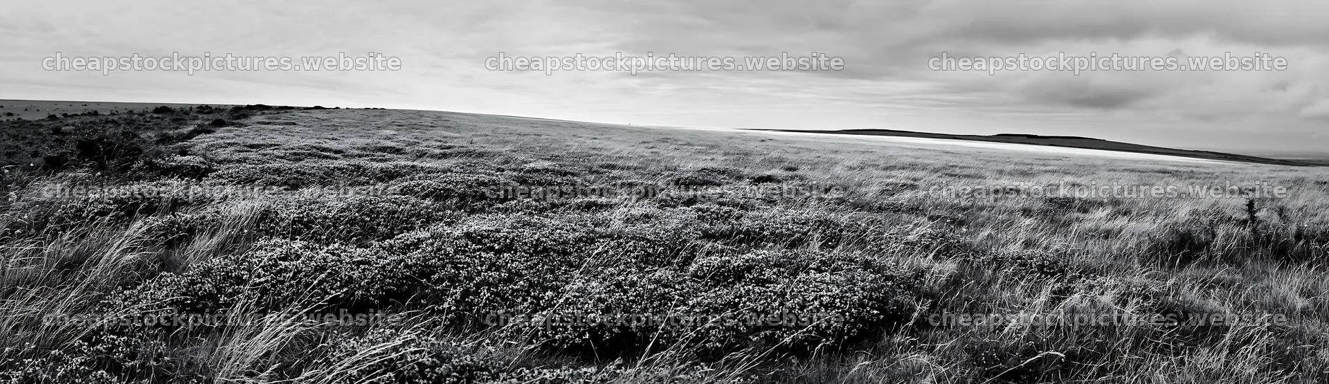 Cloudy wild thyme meadow with low green vegetation – stock pictures 14762x4268