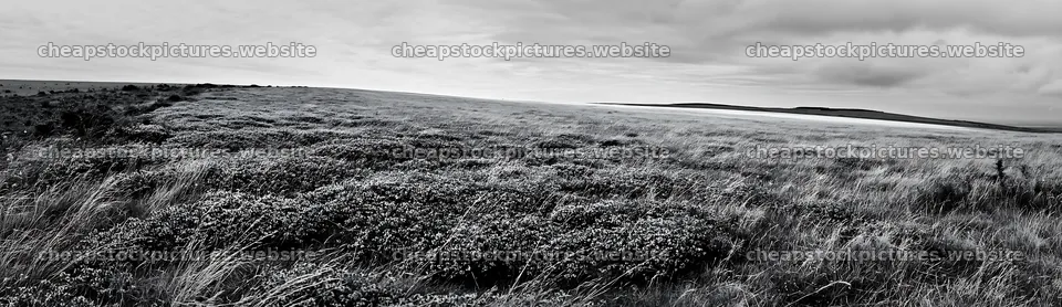 Cloudy wild thyme meadow with low green vegetation – stock pictures 14762x4268