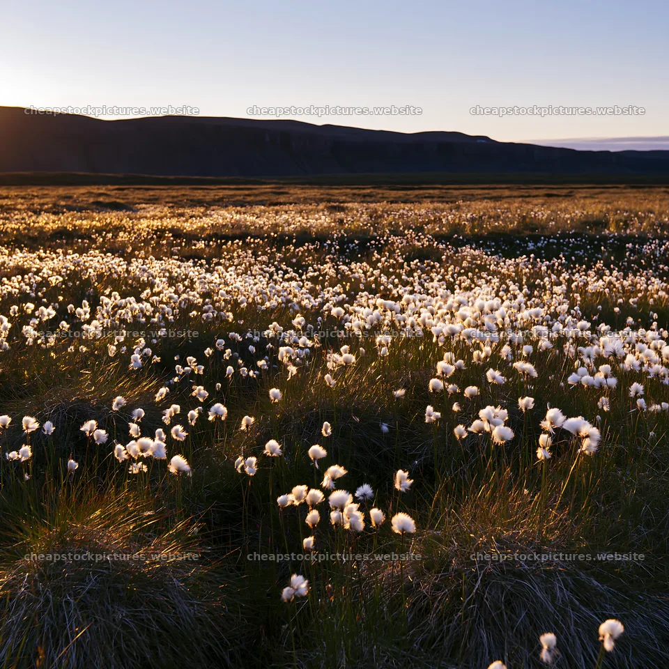 Cottongrass meadow glow at sunset in open landscape – stock pictures 7938x7938