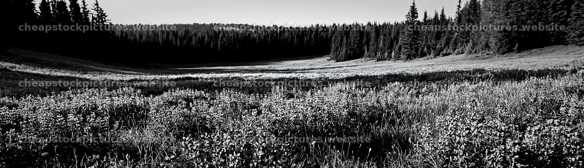 Meadow flowers in woodland area with open space – stock pictures 14762x4268