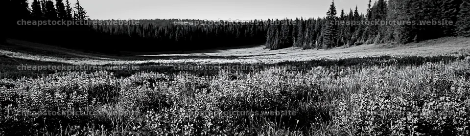 Meadow flowers in woodland area with open space – stock pictures 14762x4268