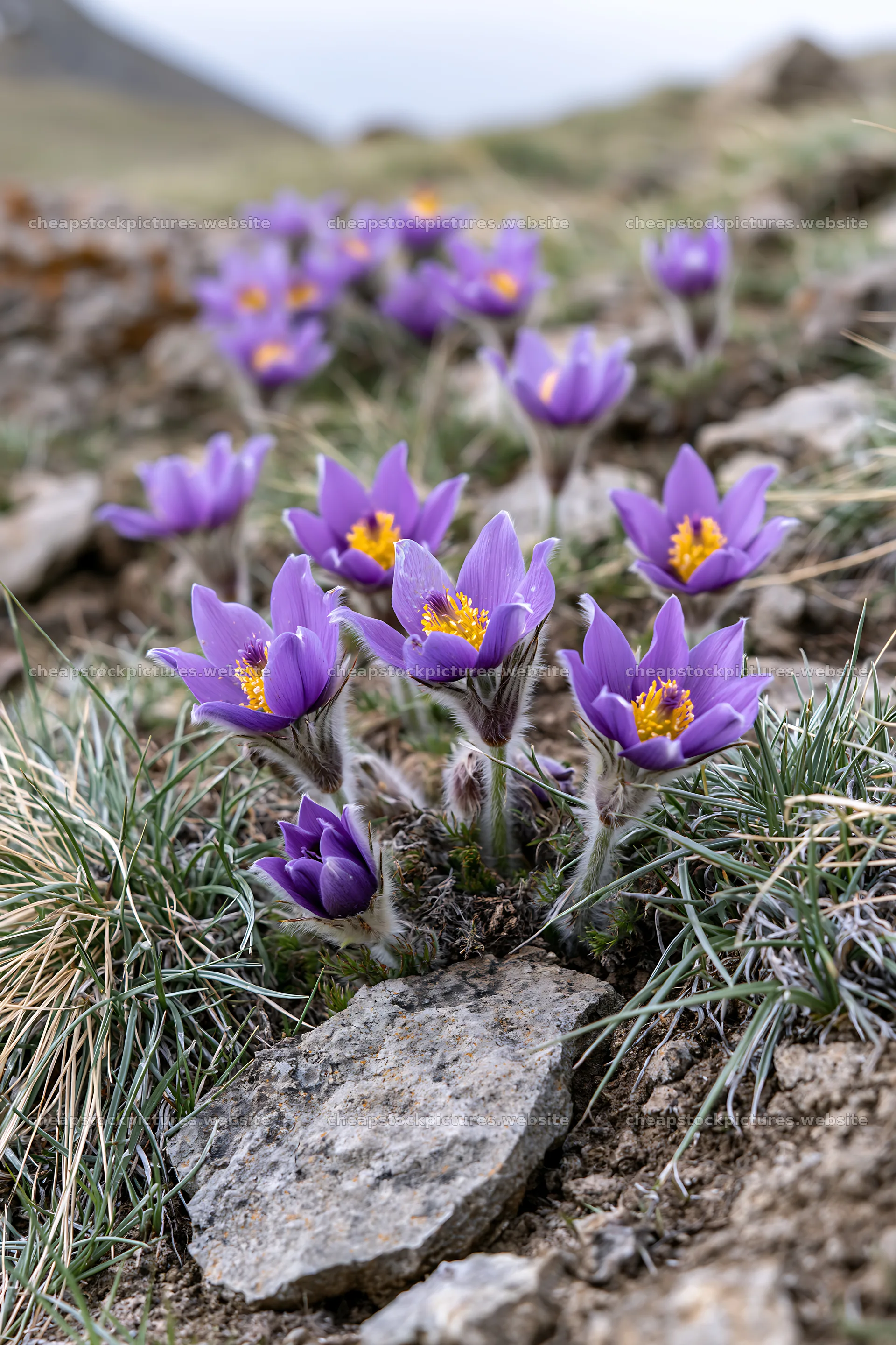 Pasque flowers blooming in cloudy meadow with rocky ground – stock pictures 6480x9722