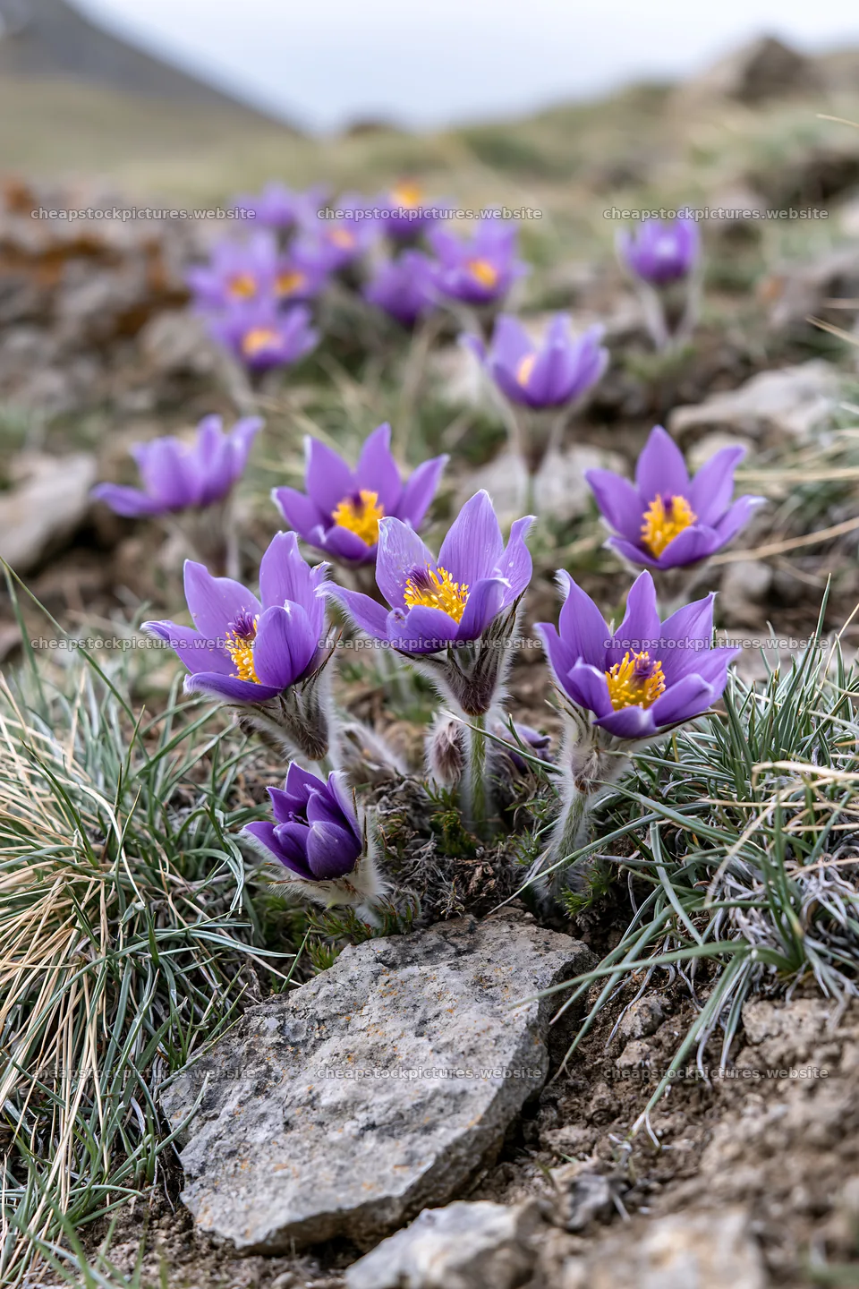 Pasque flowers blooming in cloudy meadow with rocky ground – stock pictures 6480x9722