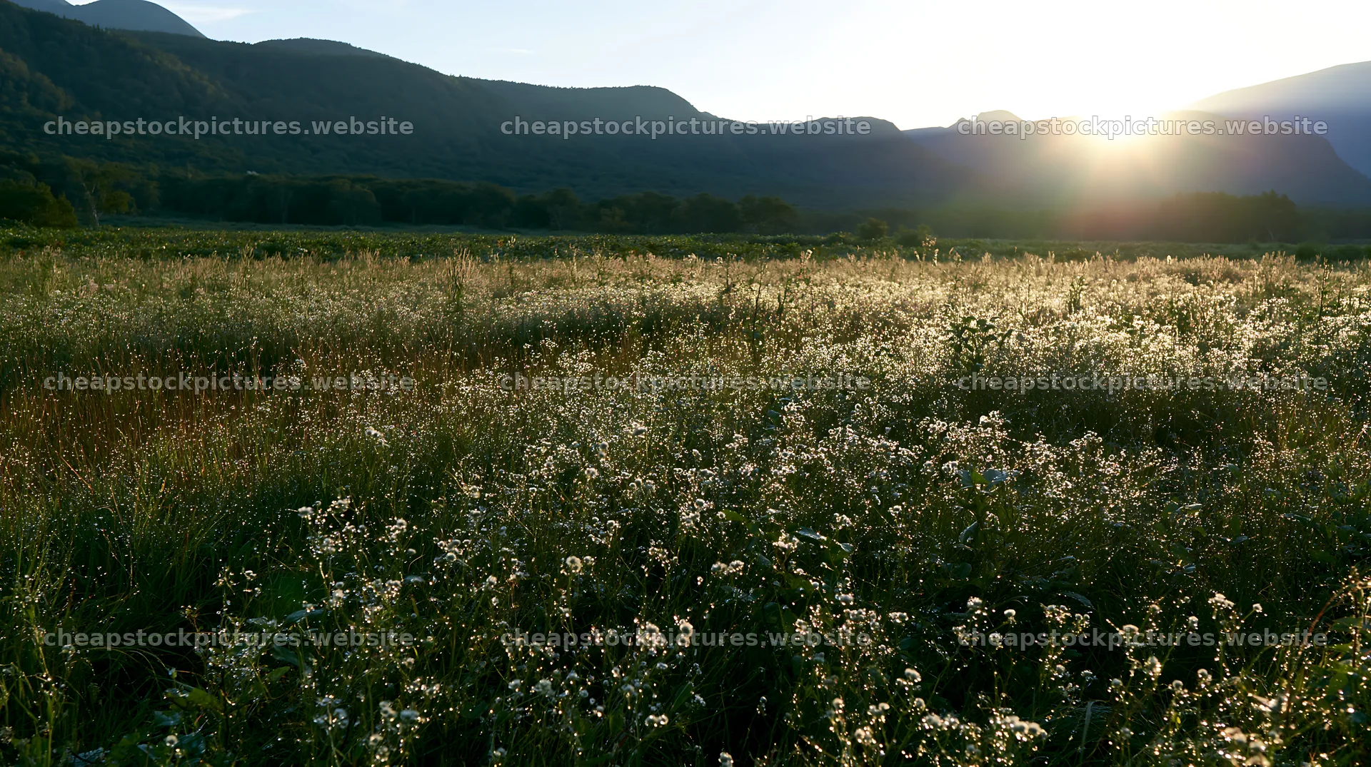 Expansive Hokkaido restoration meadow with dewdrops – stock pictures 10608x5938
