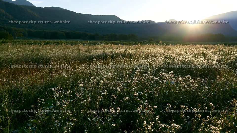 Expansive Hokkaido restoration meadow with dewdrops – stock pictures 10608x5938