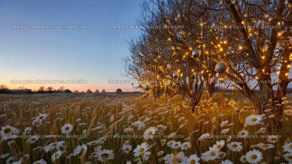 Vibrant Christmas lights glowing in a meadow at dusk – stock pictures 10584x5952