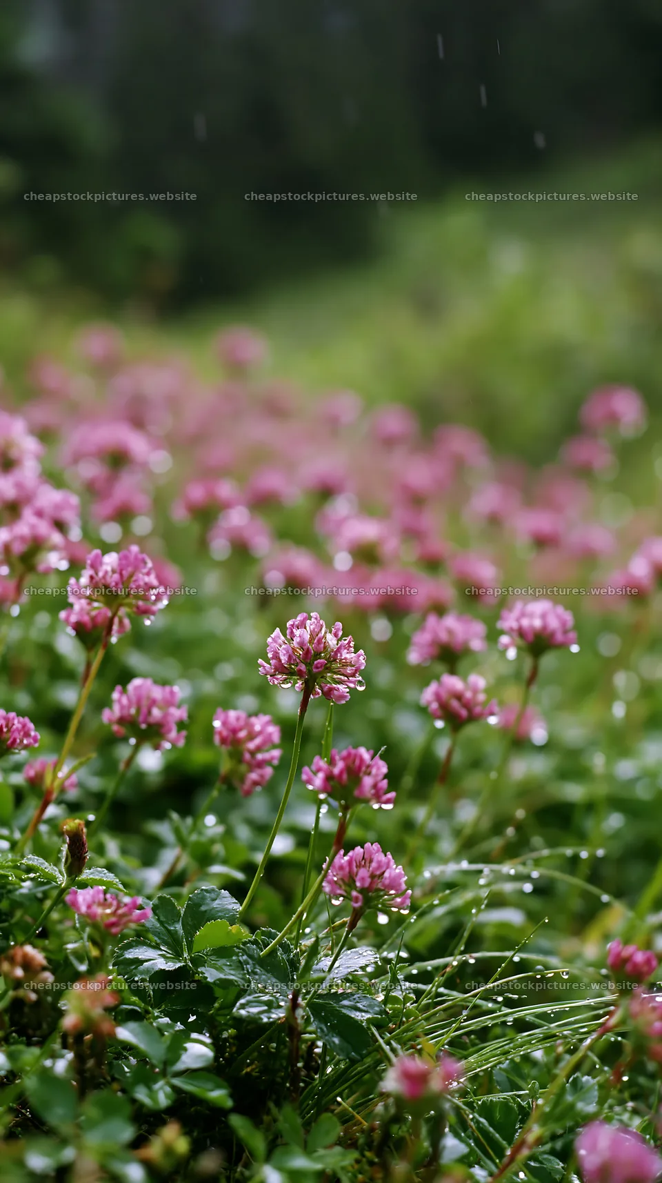 Rainy valley meadow with pink flowers and green foliage – stock pictures 5938x10608