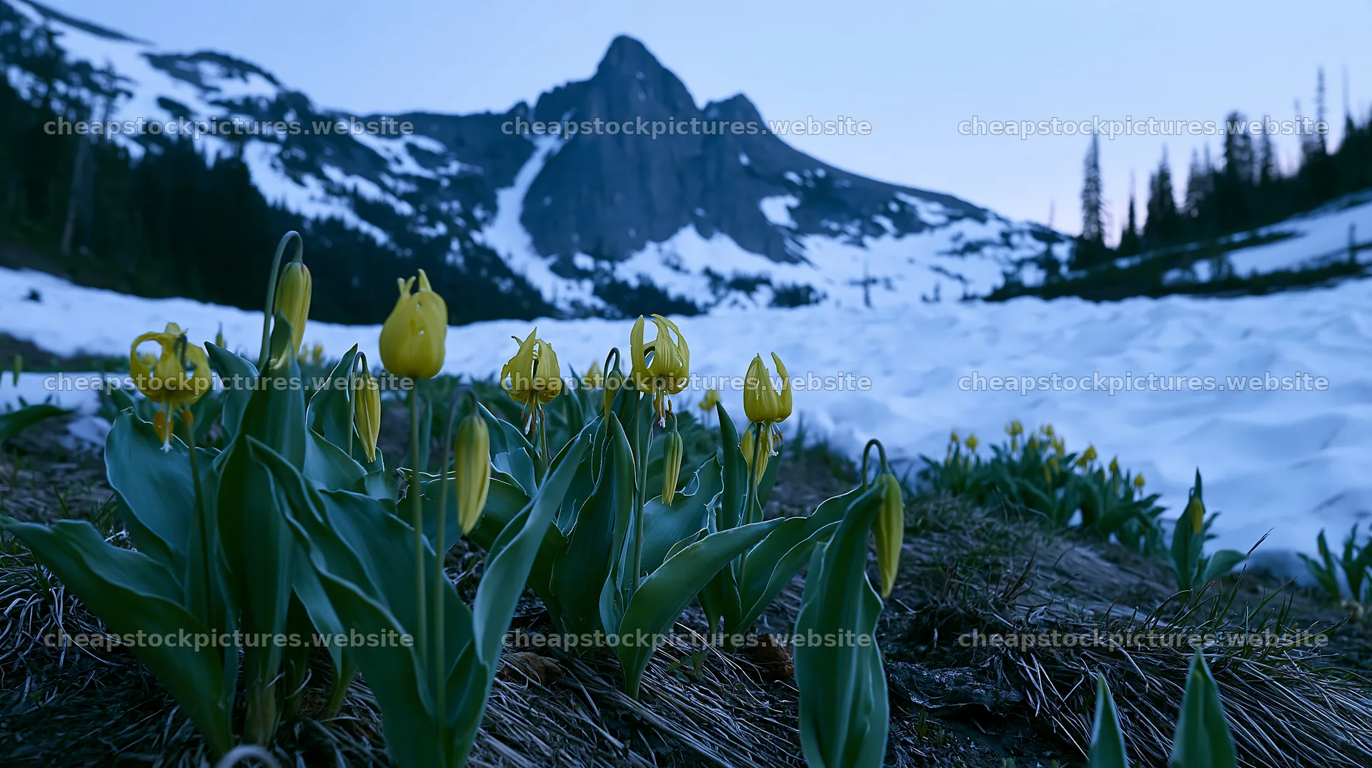 Snowy highland meadow with yellow flowers and mountain backdrop – stock pictures 10608x5938