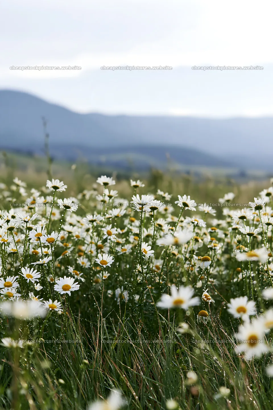 Chamomile meadow for wellness campaign – stock pictures 6480x9722