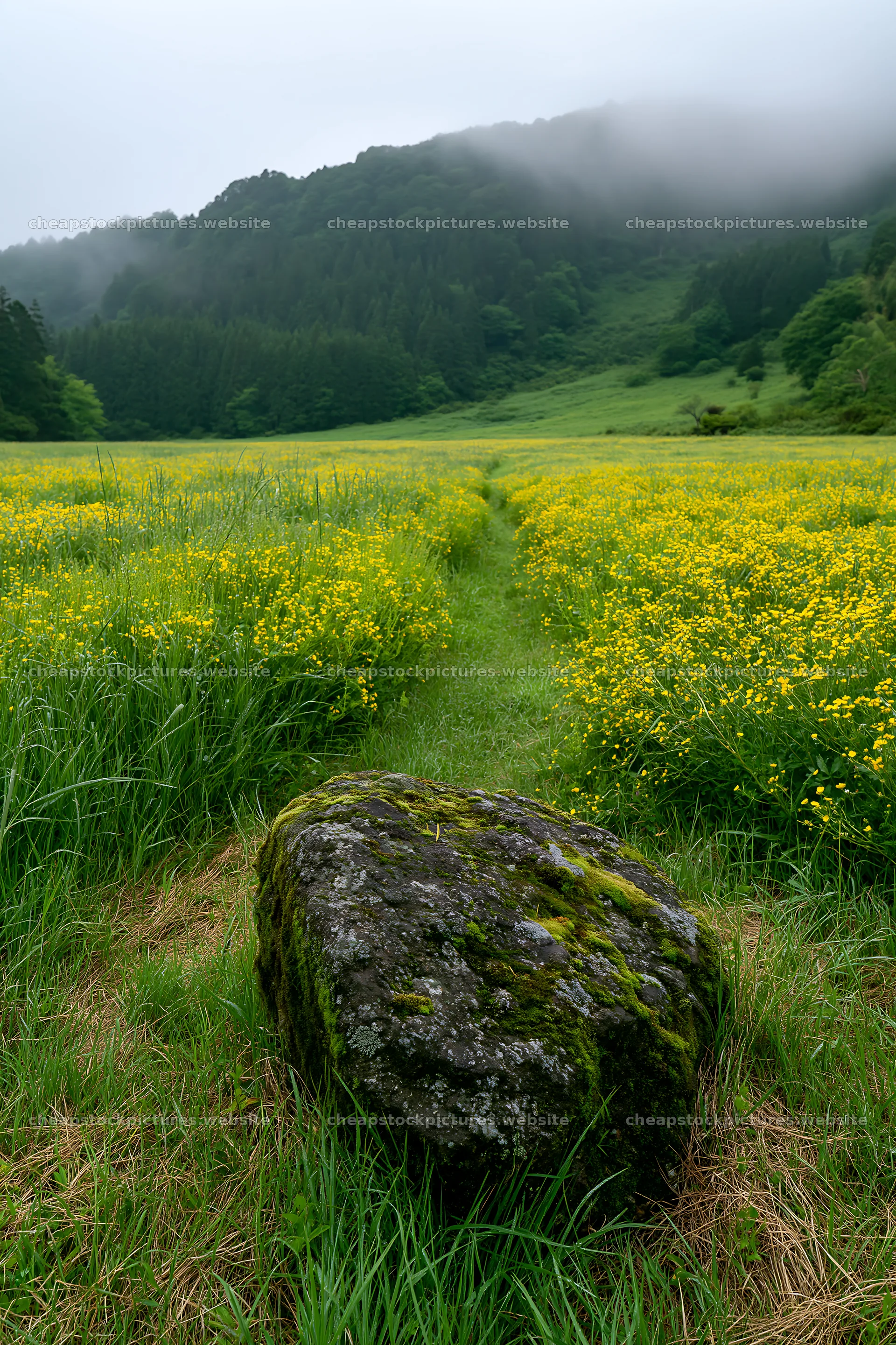 Misty meadow with moss covered stone in Shimane – stock pictures 6480x9722
