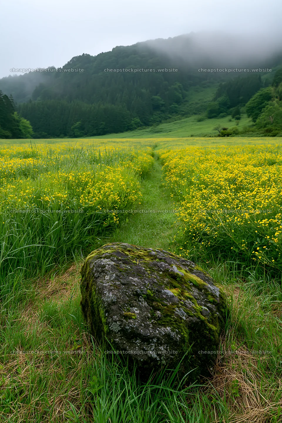 Misty meadow with moss covered stone in Shimane – stock pictures 6480x9722