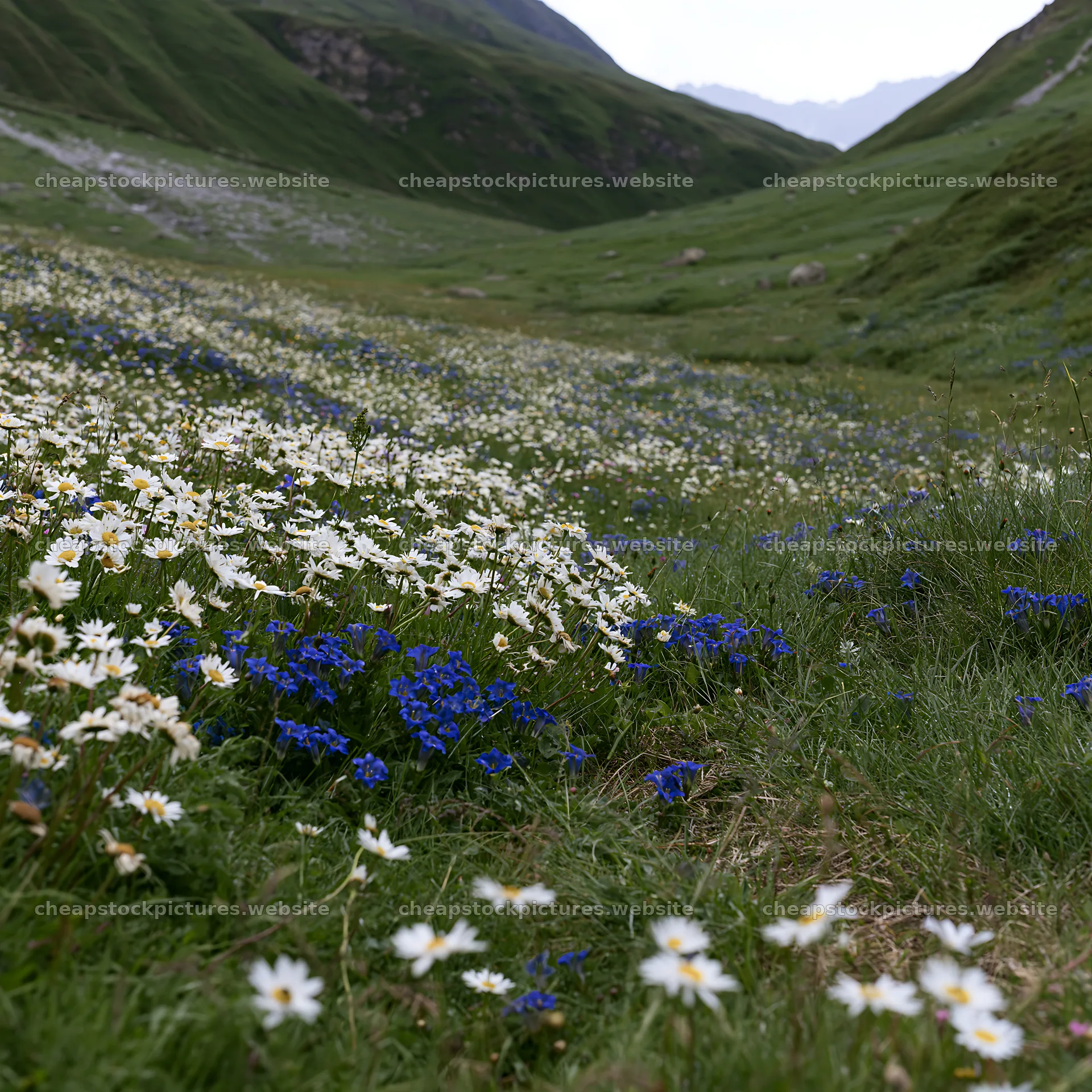 Swiss alpine meadow with wildflowers in summer – stock pictures 7938x7938