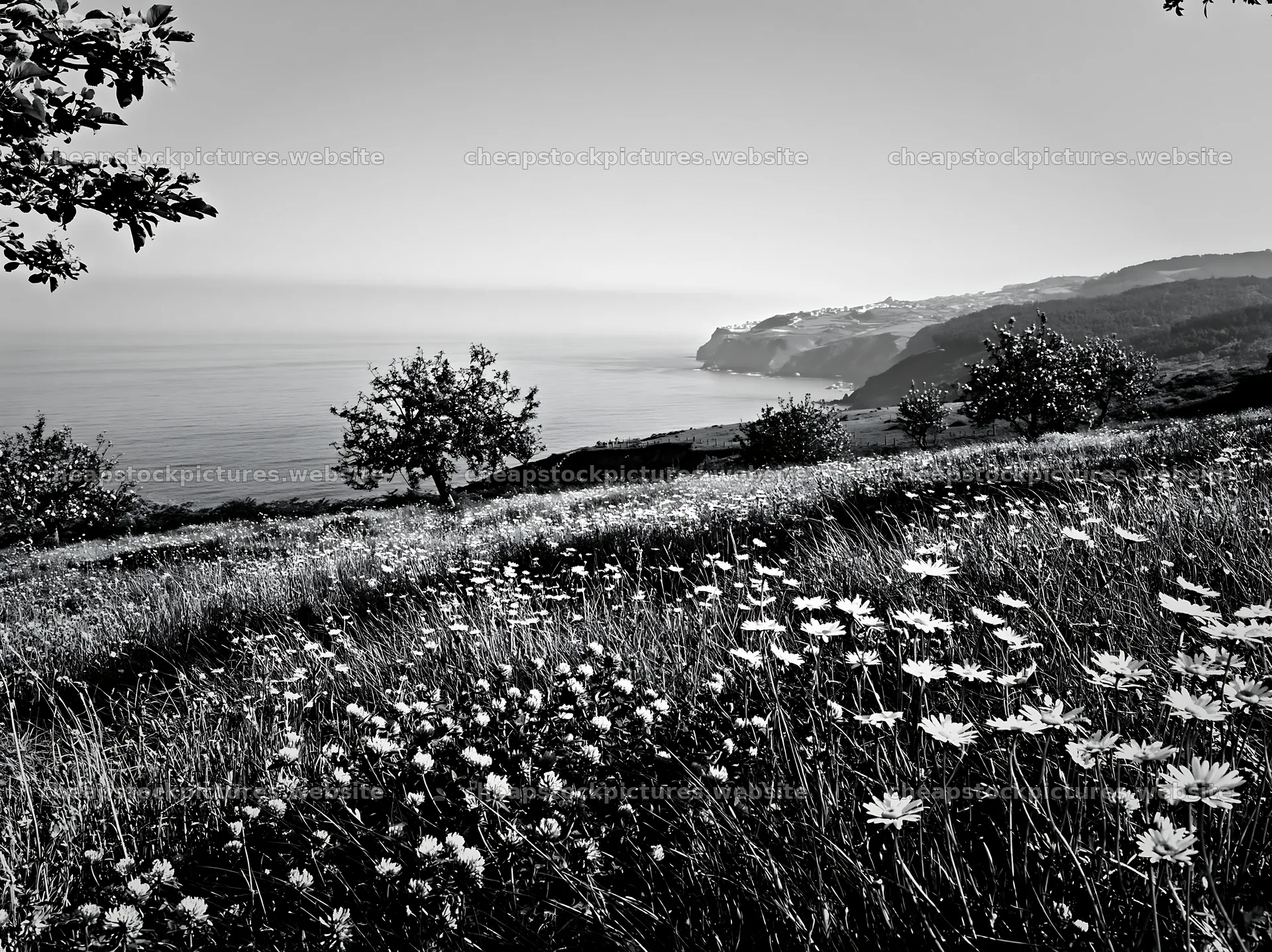 Spring orchard meadow with flowers and coastal view – stock pictures 9174x6866