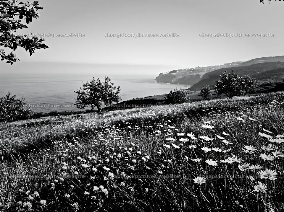Spring orchard meadow with flowers and coastal view – stock pictures 9174x6866
