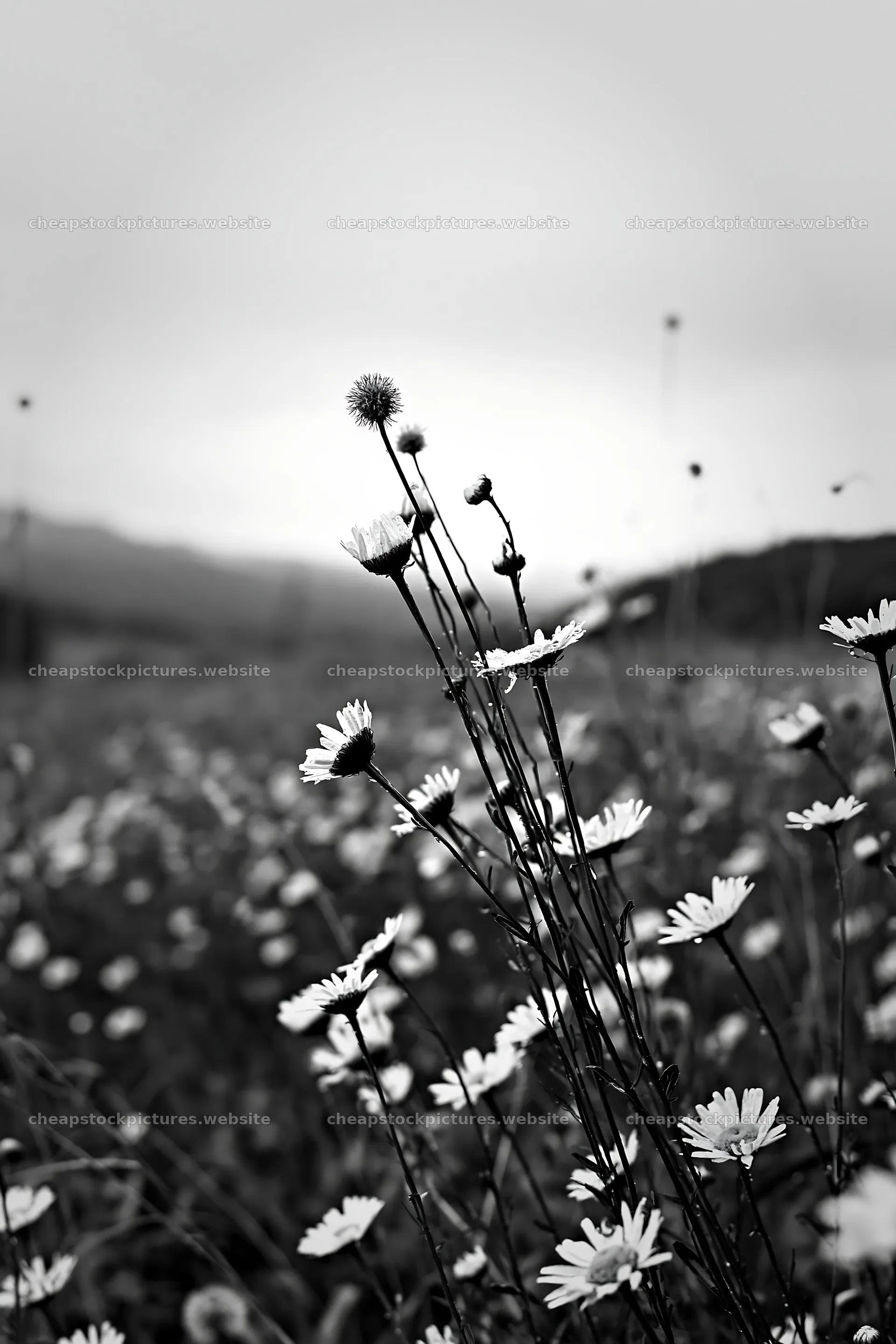 Iwate rain refreshed meadow seedhead foreground with flowers – stock pictures 6480x9722