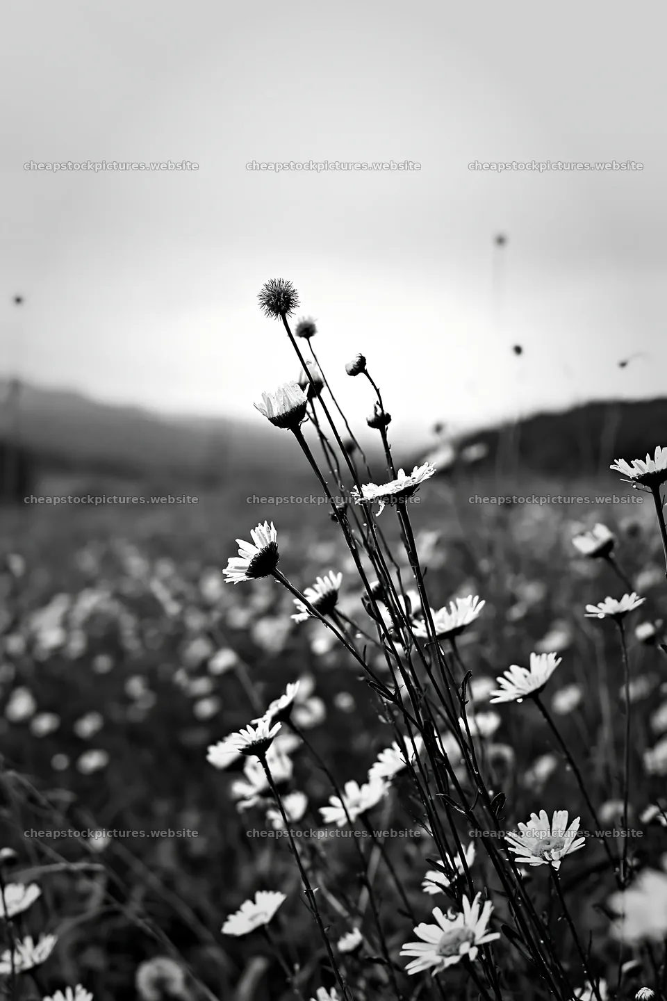 Iwate rain refreshed meadow seedhead foreground with flowers – stock pictures 6480x9722